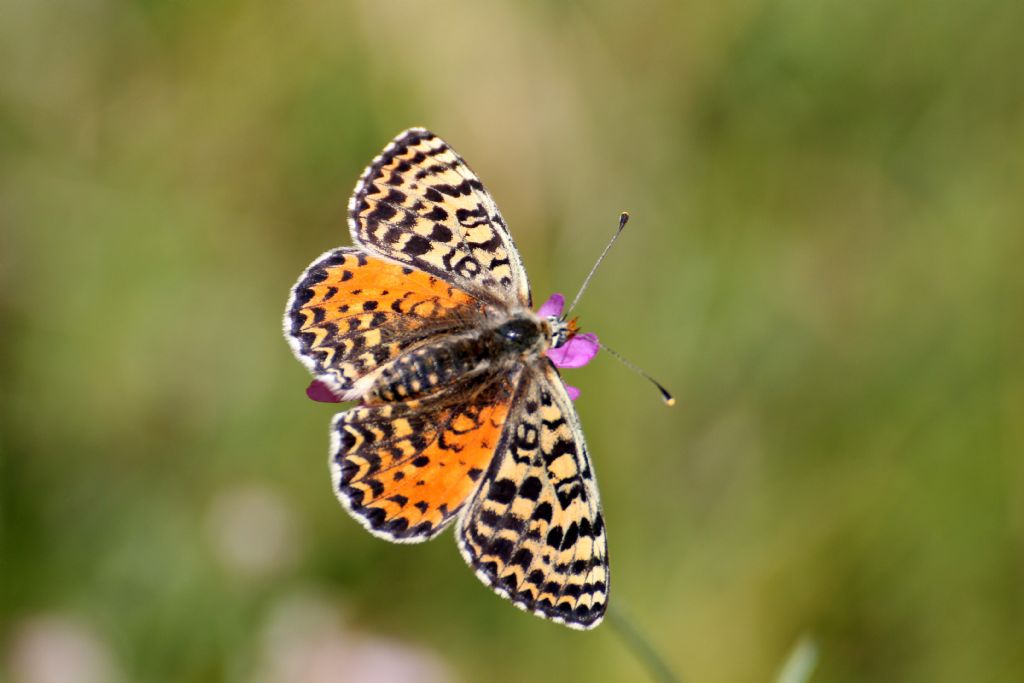 Melitaea didyma? S